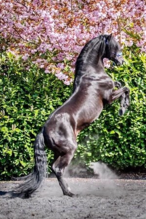 Choque AR aka Beauty rearing at Liberty