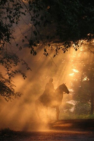 Valmorim (Lusitano stallion) on the Mystery Files - National Geographic channel